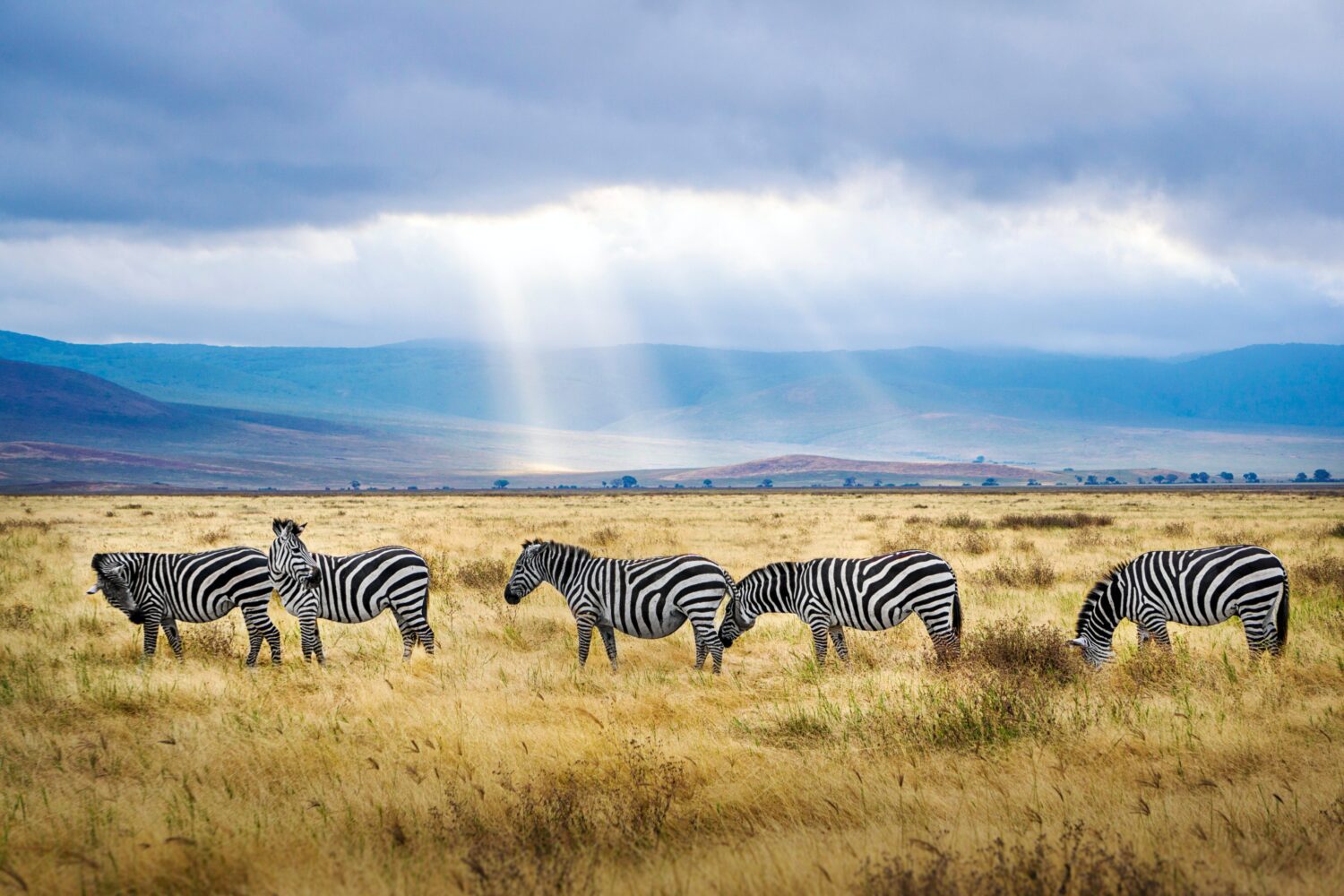 TANZANIA WILDLIFE 6 Nights 7 Days